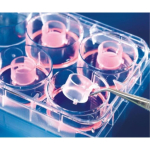 BRAND 24-well Insert 2in1 PET-membrane 8.0um