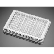 BioCoat Poly-D-Lysine 96 Well Clear Flat Bottom TC-Treated Microplate, with Lid, Nonsterile