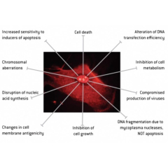 Lonza MycoAlert PLUS detection kit