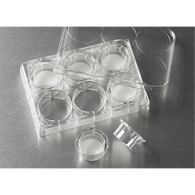24mm Transwell with 8.0um Pore Polycarbonate Membrane Insert Sterile