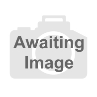 Saw Fixed Back 10 Inch